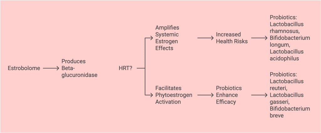 gut health and hormones during menopause